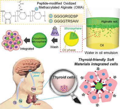 Thyroid-Friendly Soft Materials as 3D Cell Culture Tool for Stimulating Thyroid Cell Function