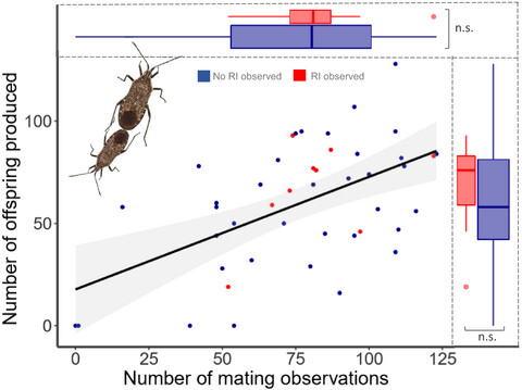 A tangled web: Comparing inter- and intraspecific mating dynamics in Anasa squash bugs