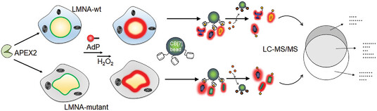 A Combination of Bio-Orthogonal Supramolecular Clicking and Proximity Chemical Tagging as a Supramolecular Tool for Discovery of Putative Proteins Associated with Laminopathic Disease
