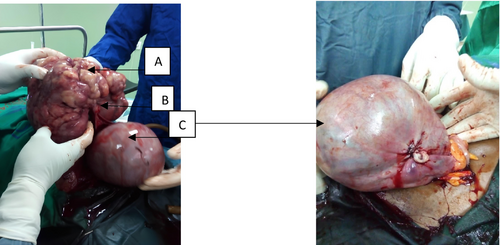 Details are in the caption following the image Details are in the caption following the image