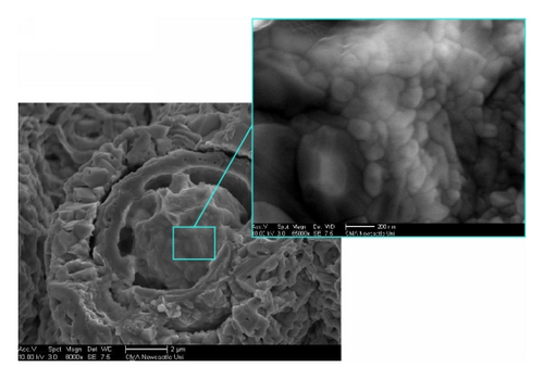 Details are in the caption following the image