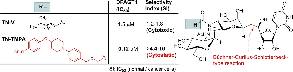 Concise Synthesis of Tunicamycin V and Discovery of a Cytostatic DPAGT1 Inhibitor