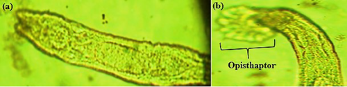 Details are in the caption following the image