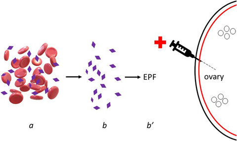 Ovarian recovery via autologous platelet-rich plasma: New benchmarks for condensed cytokine applications to reverse reproductive aging