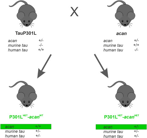 Aggrecan modulates the expression and phosphorylation of tau in a novel bigenic TauP301L - Acan mouse model