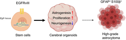 The epidermal growth factor receptor variant type III mutation frequently found in gliomas induces astrogenesis in human cerebral organoids