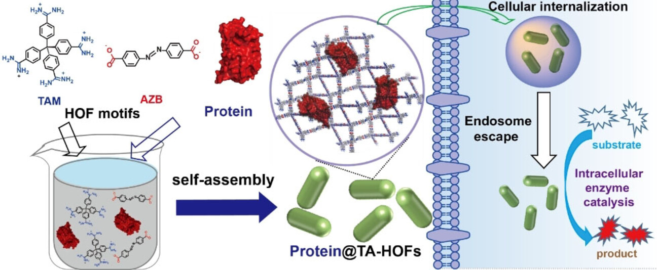 In-Situ Encapsulation of Protein into Nanoscale Hydrogen-Bonded Organic Frameworks for Intracellular Biocatalysis