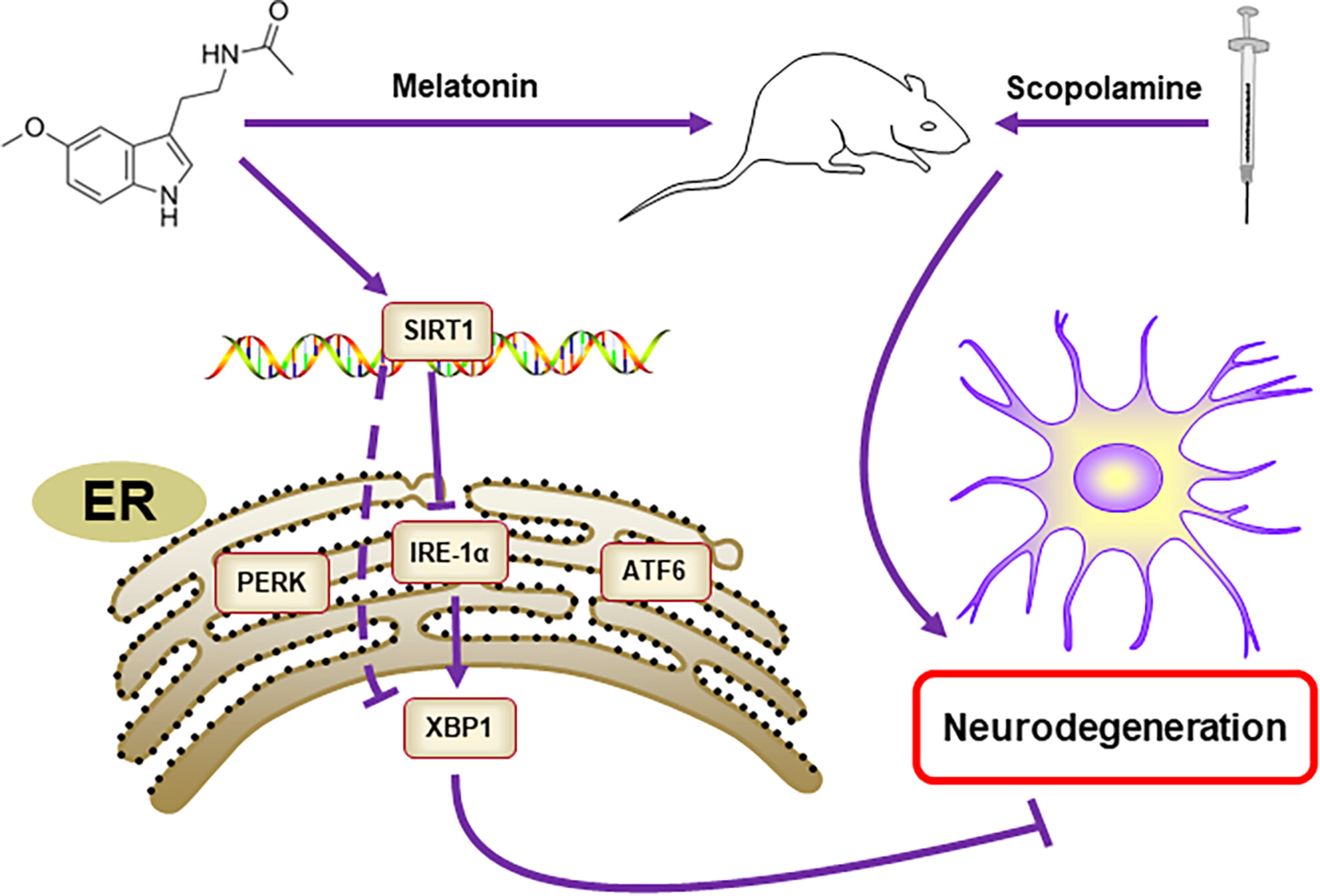 Melatonin attenuates scopolamine-induced cognitive dysfunction through SIRT1/IRE1α/XBP1 pathway