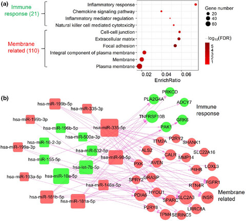 The expression and regulation of HOX genes and membrane proteins among different cytogenetic groups of acute myeloid leukemia