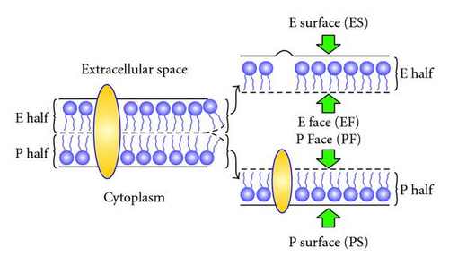 Details are in the caption following the image