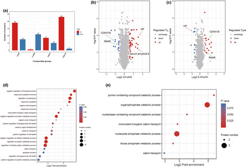 Analysis of the neuroprotective effect of GLP-1 receptor agonist peptide on cerebral ischemia-reperfusion injury by Quantitative Proteomics Mass Spectrometry