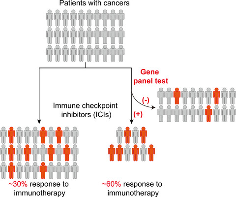 Establishment of a novel gene panel as a biomarker of immune checkpoint inhibitor response