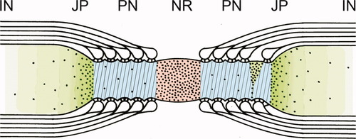 Details are in the caption following the image