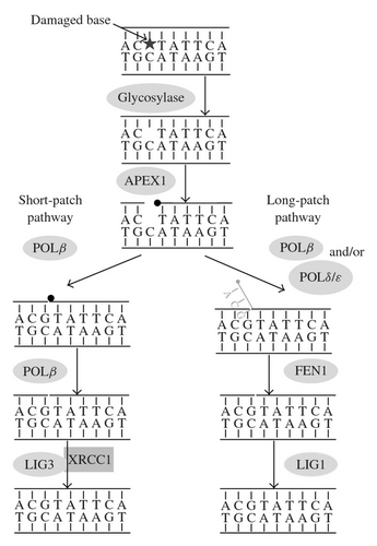 Details are in the caption following the image