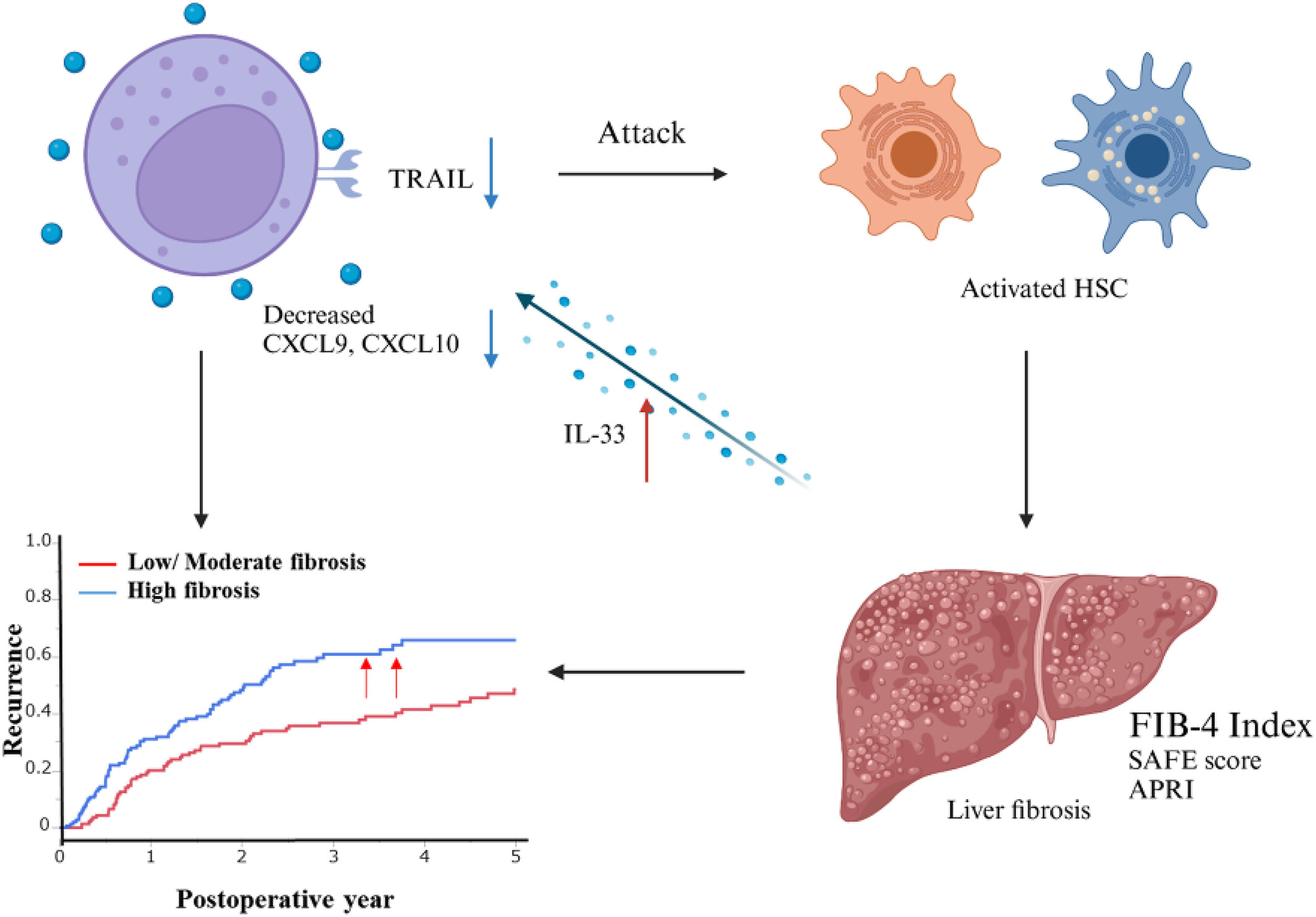 Interleukin-33 and liver natural killer cells: A novel perspective on antitumor activity in liver fibrosis