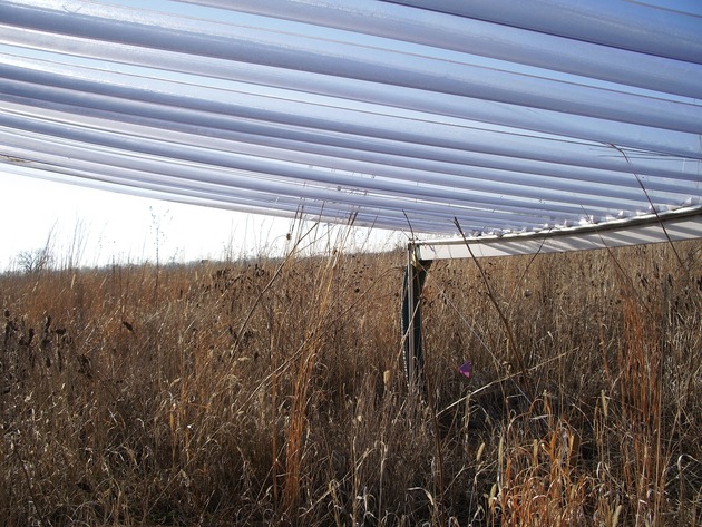Drought-mediated stem and below-ground bud dynamics in restored grasslands