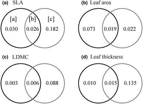 Size-dependent and environment-mediated shifts in leaf traits of a deciduous tree species in a subtropical forest