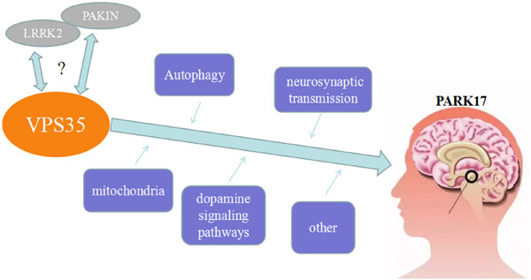 VPS35, the core component of the retromer complex, and Parkinson's disease