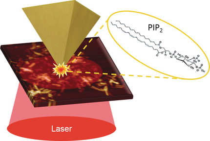 PIP2 Phospholipid-Induced Aggregation of Tau Filaments Probed by Tip-Enhanced Raman Spectroscopy