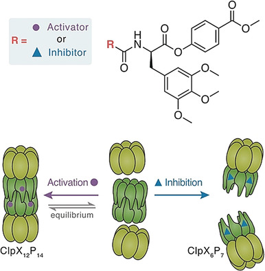 Tailored Peptide Phenyl Esters Block ClpXP Proteolysis by an Unusual Breakdown into a Heptamer–Hexamer Assembly
