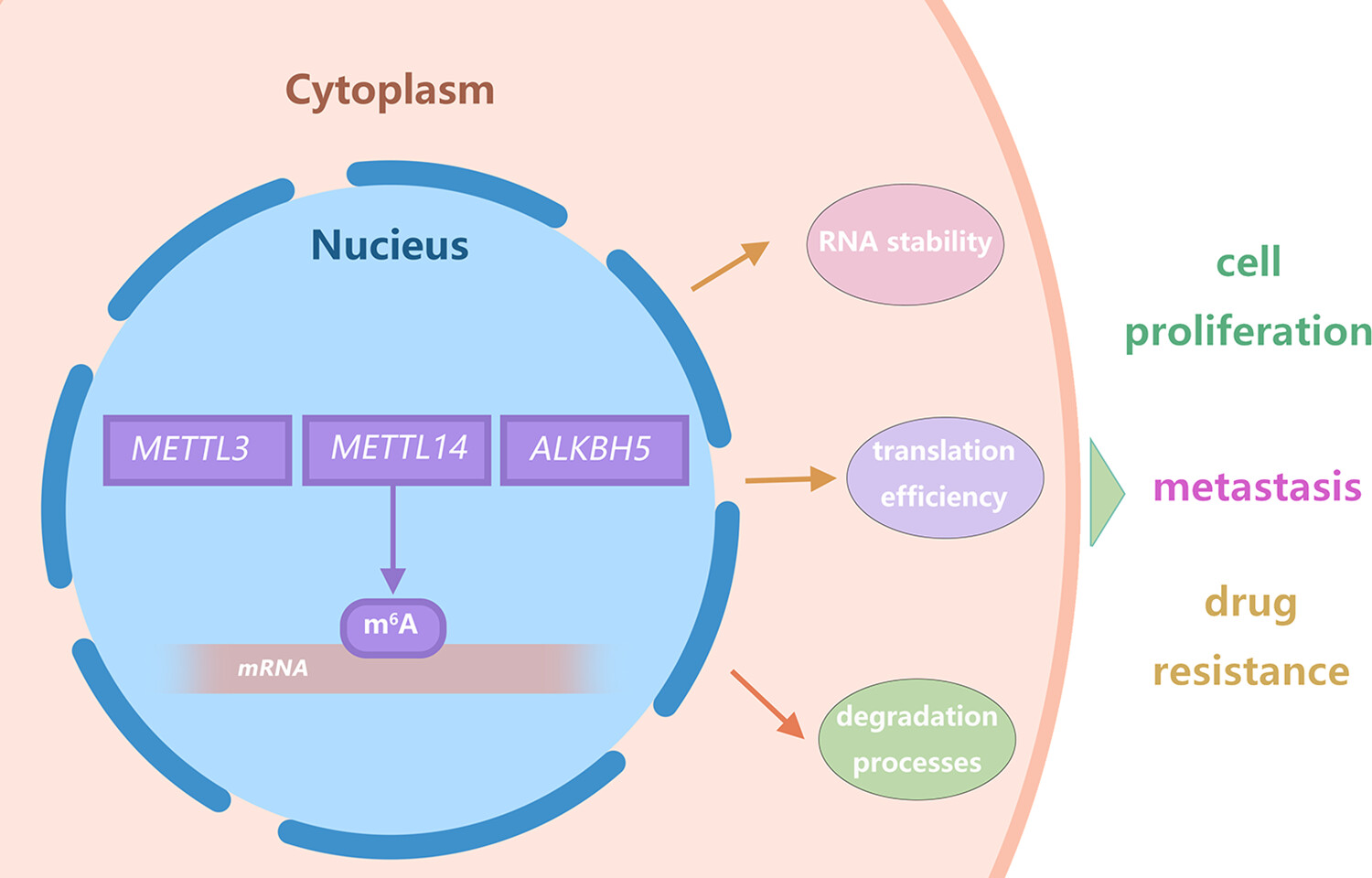 The Mechanisms, Research Status, and Future Prospects of m6A Modification in Breast Cancer