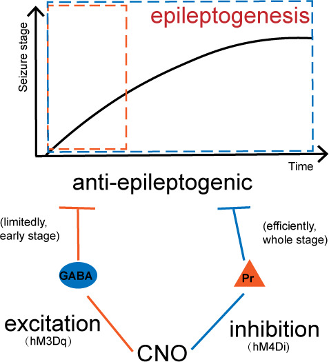 Pharmaco-genetic inhibition of pyramidal neurons retards hippocampal kindling-induced epileptogenesis