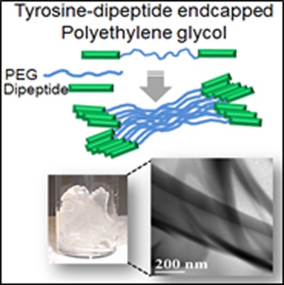 Gelation characteristics and applications of poly(ethylene glycol) end capped with hydrophobic biodegradable dipeptides