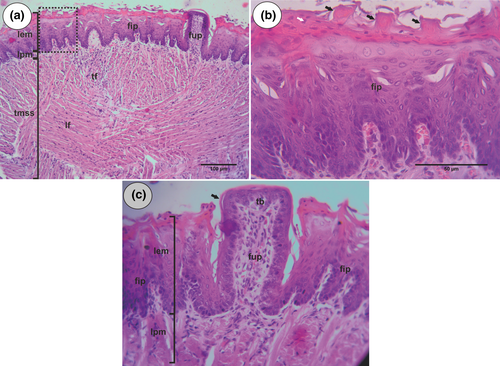 Details are in the caption following the image Details are in the caption following the image