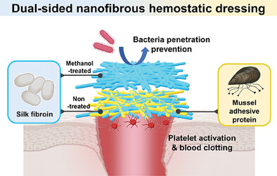 Protective Topical Dual-Sided Nanofibrous Hemostatic Dressing Using Mussel and Silk Proteins with Multifunctionality of Hemostasis and Anti-Bacterial Infiltration
