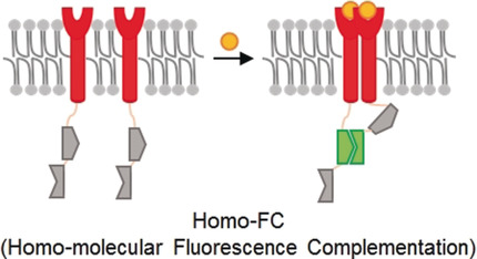 Homo-molecular Fluorescence Complementation for Direct Visualization of Receptor Oligomerization in Living Cells