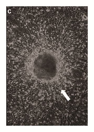 Details are in the caption following the image
