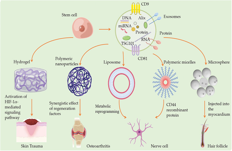 Application of stem cells in regeneration medicine