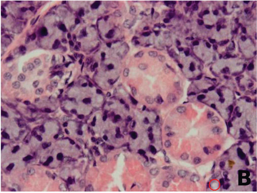 Details are in the caption following the image Details are in the caption following the image