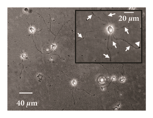 Details are in the caption following the image Details are in the caption following the image