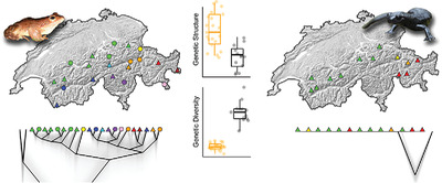Slow and steady wins the race: contrasted phylogeographic signatures in two Alpine amphibians