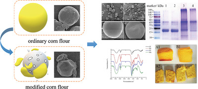 Changes in Structural and Physicochemical Properties of Corn Flour after Fermentation with Lactobacillus plantarum Y1