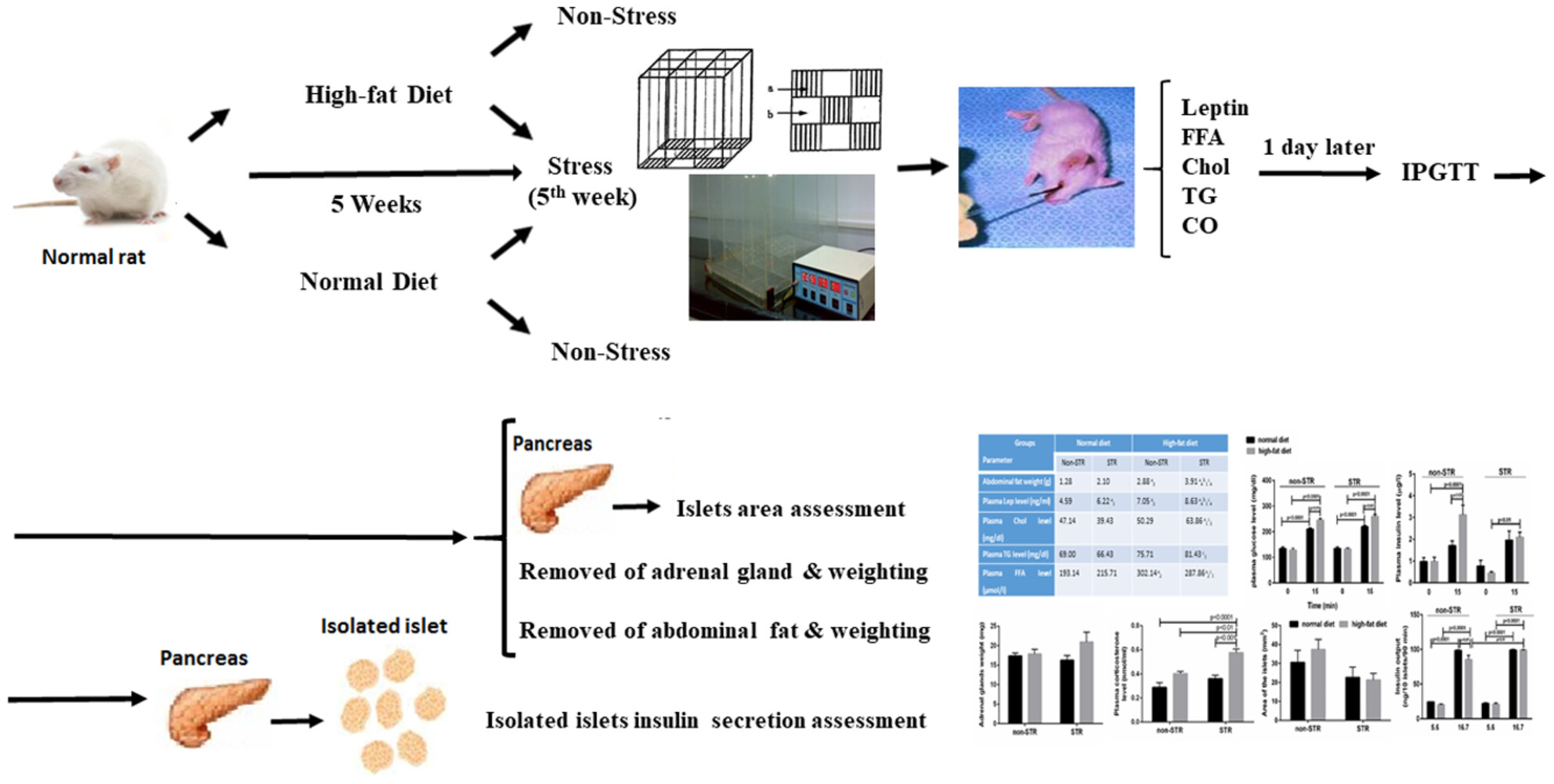 Metabolic Responses to High-Fat Feeding and Chronic Psychological Stress Combination