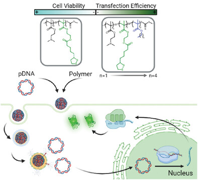 Improving Gene Delivery: Synergy between Alkyl Chain Length and Lipoic Acid for PDMAEMA Hydrophobic Copolymers