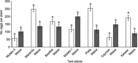 Suitability of brachiaria grass as a trap crop for management of Chilo partellus