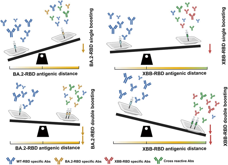 Leveraged Vaccination to Alleviate Original Antigenic Sin for Enhancing Broad-Neutralizing Antibody Response against SARS-CoV-2 Omicron Subvariants