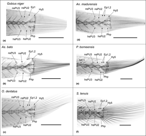 Details are in the caption following the image Details are in the caption following the image