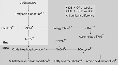 The difference of regulatory effect of two Inonotus obliquus extracts on high-fat diet mice in relation to the fatty acid elongation function of gut microbiota