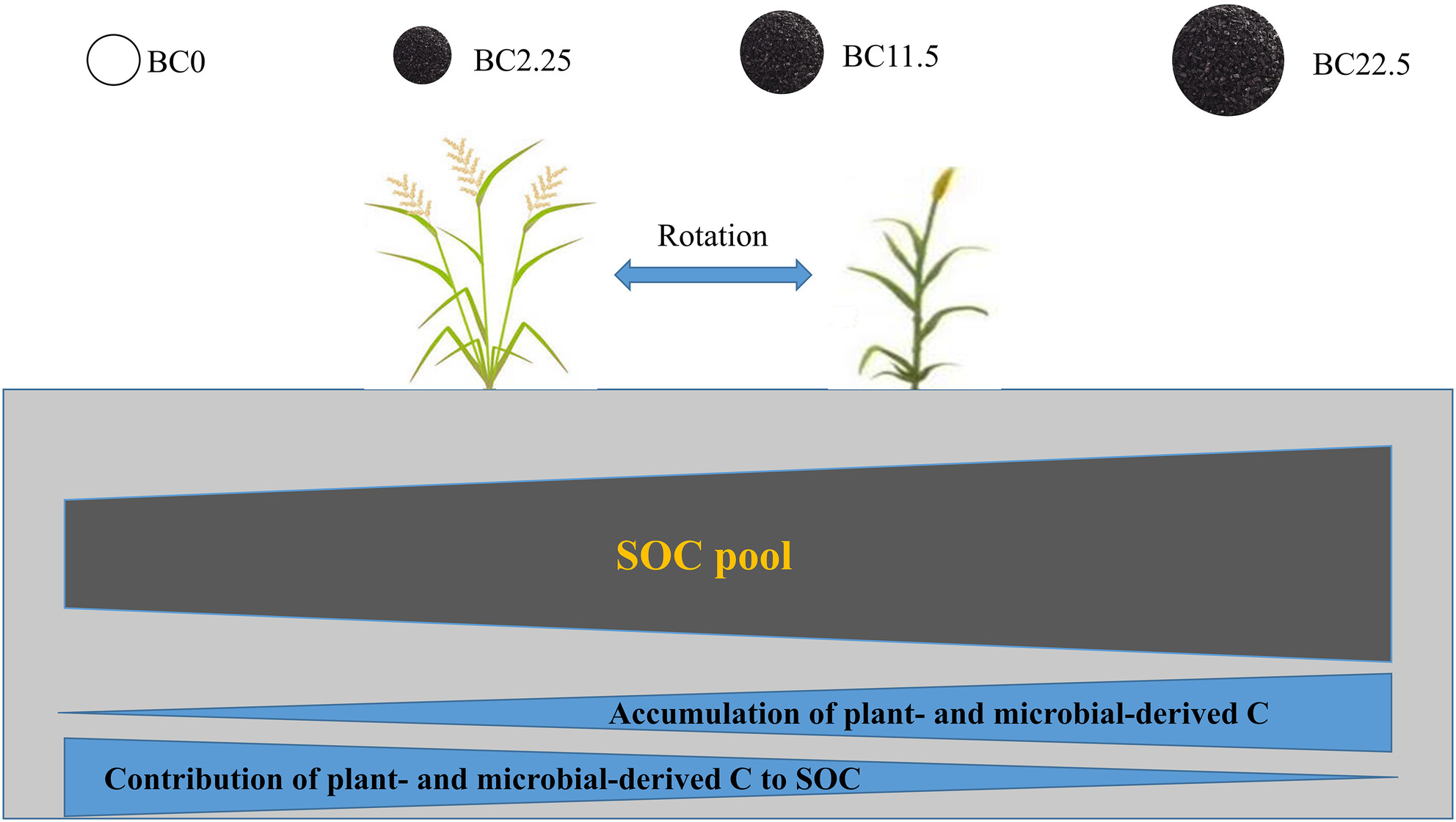 Long-term successive biochar application increases plant lignin and microbial necromass accumulation but decreases their contributions to soil organic carbon in rice–wheat cropping system