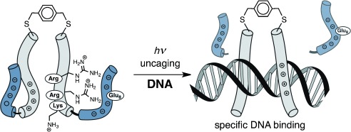 Temporary Electrostatic Impairment of DNA Recognition: Light-Driven DNA Binding of Peptide Dimers