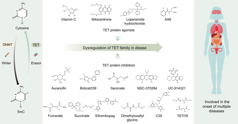 Ten-Eleven Translocation Family Proteins: Structure, Biological Functions, Diseases, and Targeted Therapy