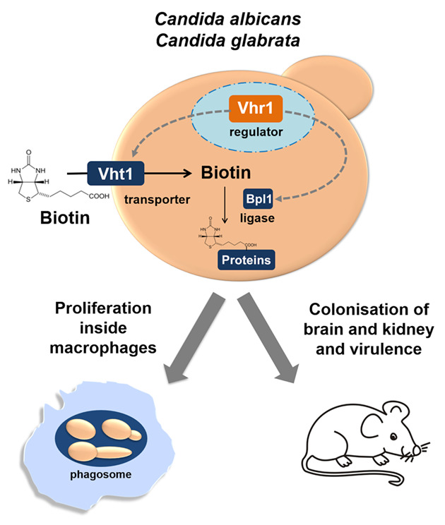 Fungal biotin homeostasis is essential for immune evasion after macrophage phagocytosis and virulence