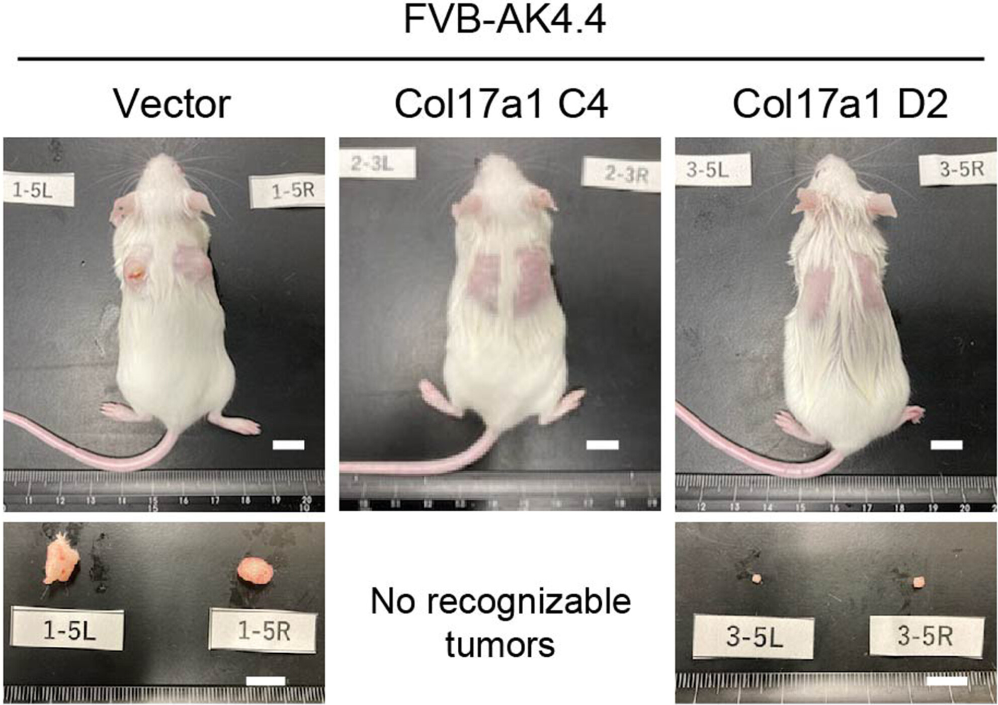 Collagen XVII regulates tumor growth in pancreatic cancer through interaction with the tumor microenvironment