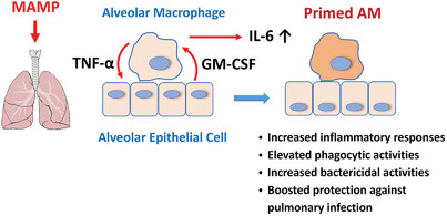 Alveolar epithelial cells shape lipopolysaccharide-induced inflammatory responses and reprogramming of alveolar macrophages