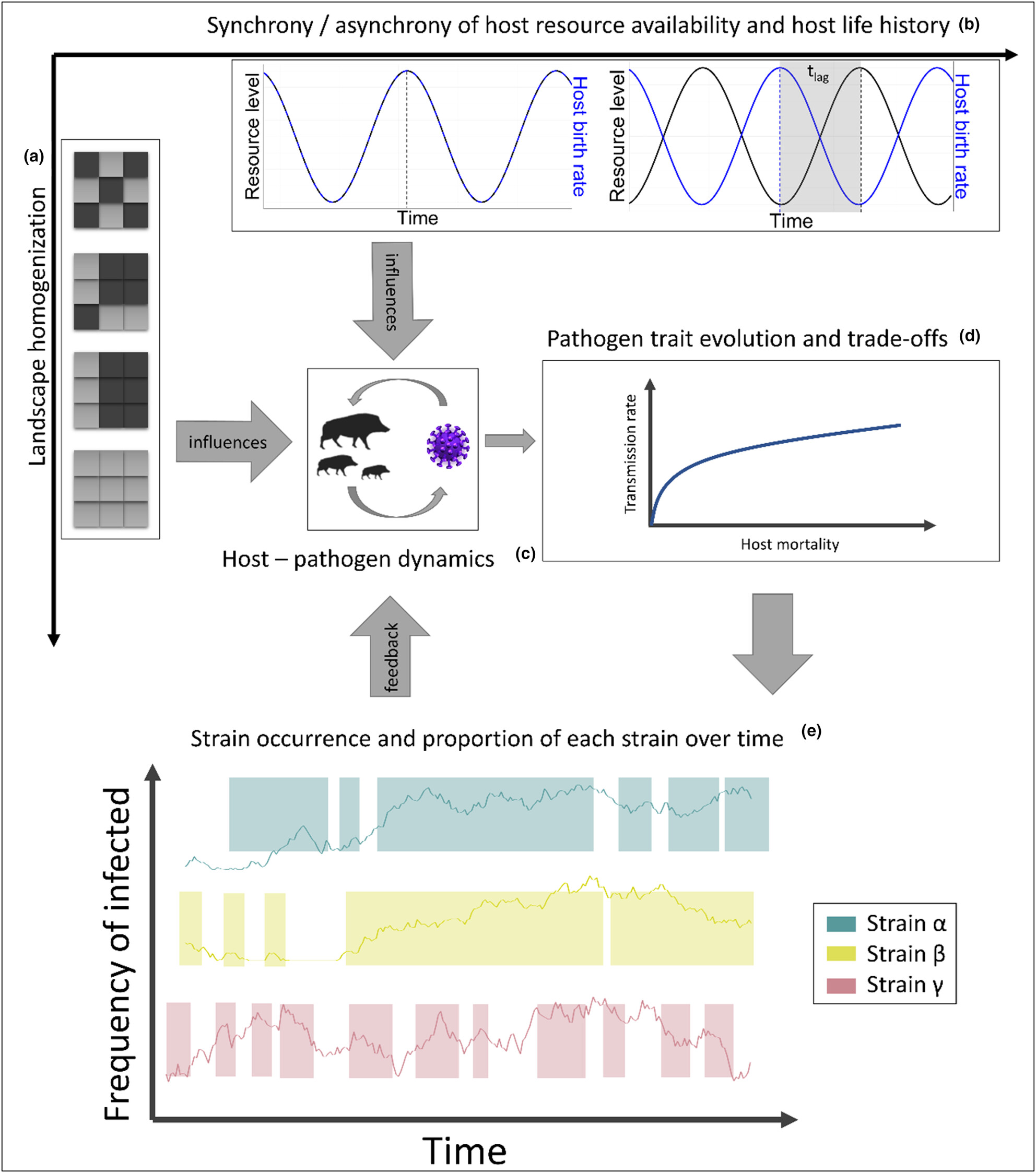 Resource asynchrony and landscape homogenization as drivers of virulence evolution: The case of a directly transmitted disease in a social host