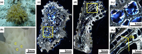 Details are in the caption following the image Details are in the caption following the image